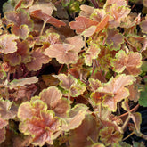 Heuchère Miracle ® - Willemse