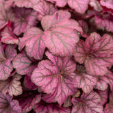 Heuchère Wild Rose - Willemse