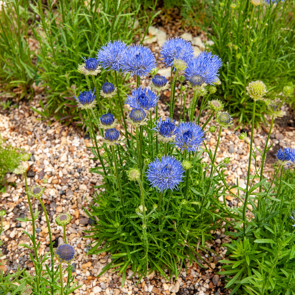 Jasione lisse Blaulicht - Willemse