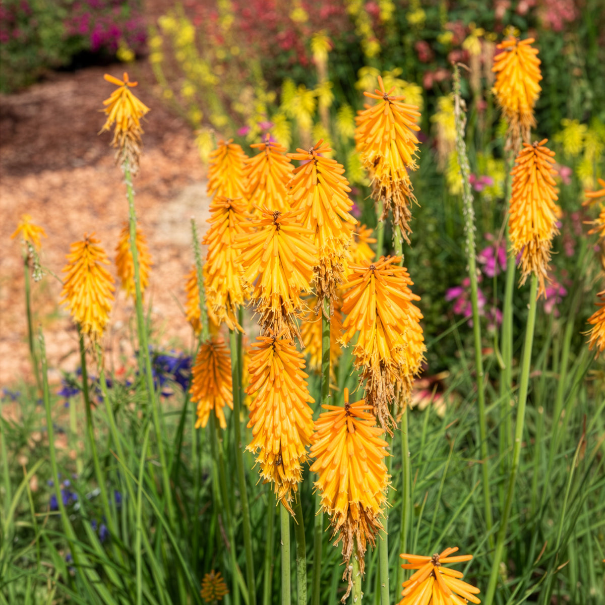 Vente Tritoma Mango Popsicle - Kniphofia mango popsicle ( popsicle series )