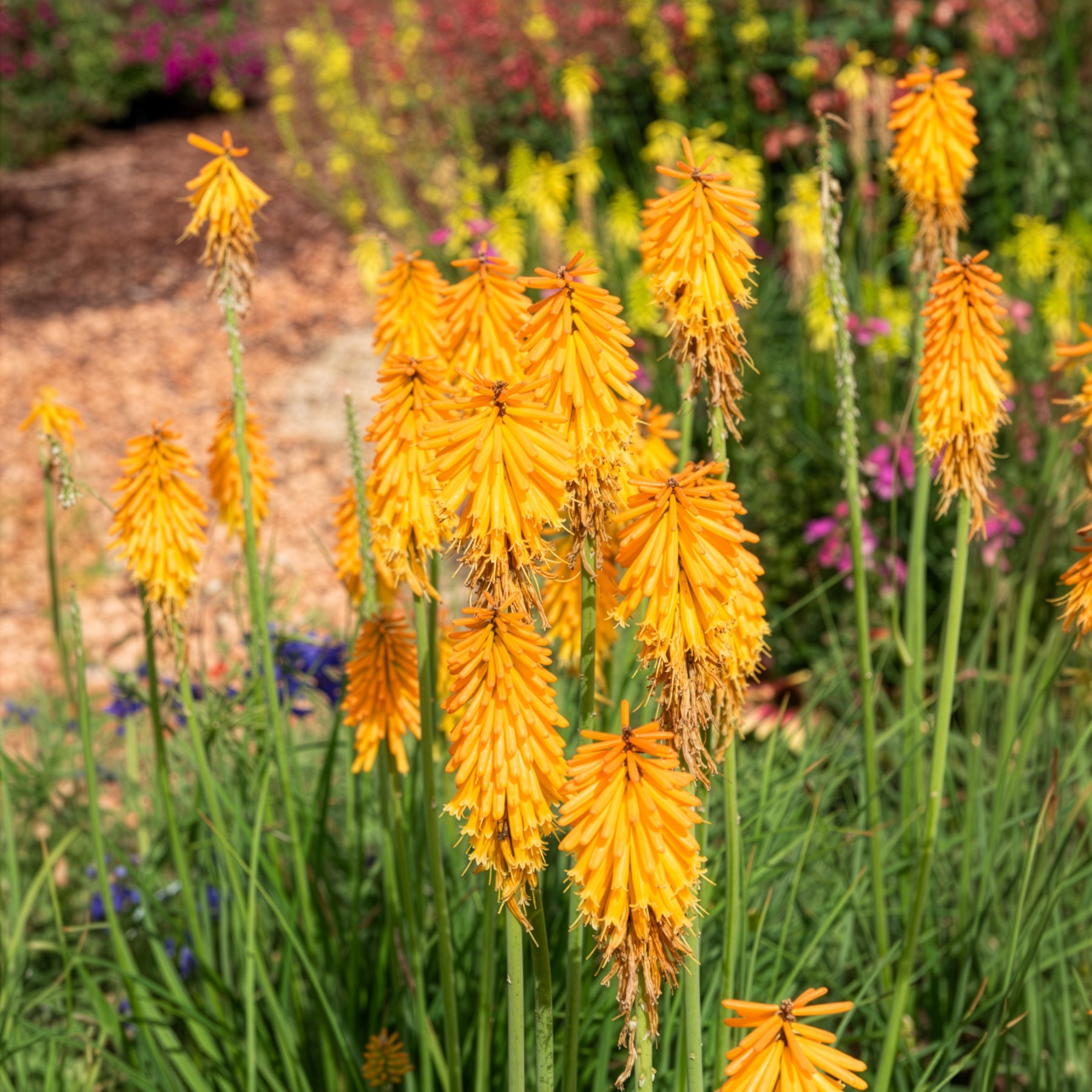 Vente Tritoma Mango Popsicle - Kniphofia mango popsicle ( popsicle series )