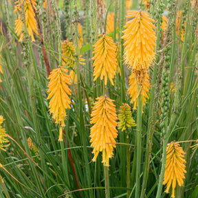 Kniphofia mango popsicle ( popsicle series ) - Tritoma Mango Popsicle - Kniphofia