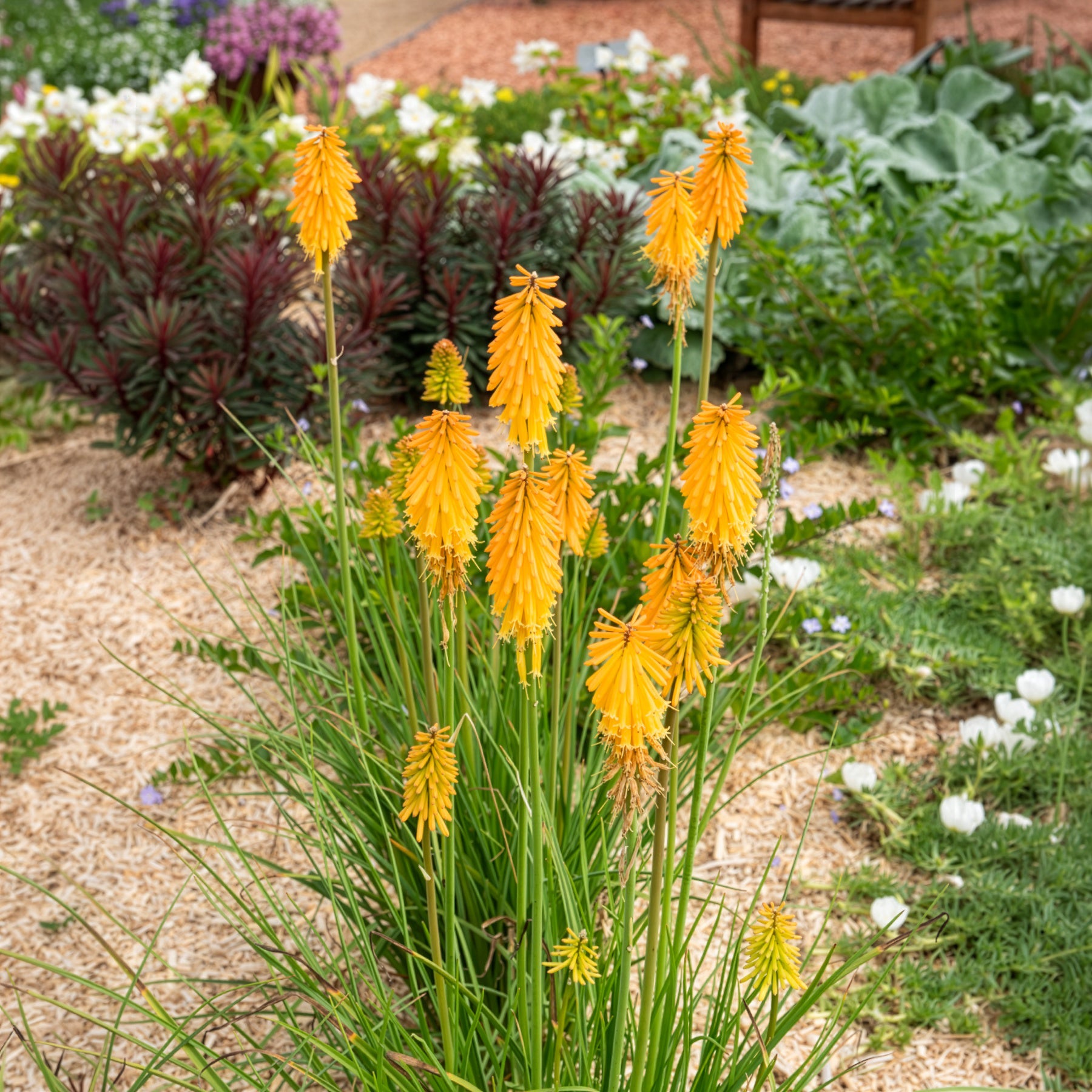 Kniphofia - Tritoma Mango Popsicle - Kniphofia mango popsicle ( popsicle series )