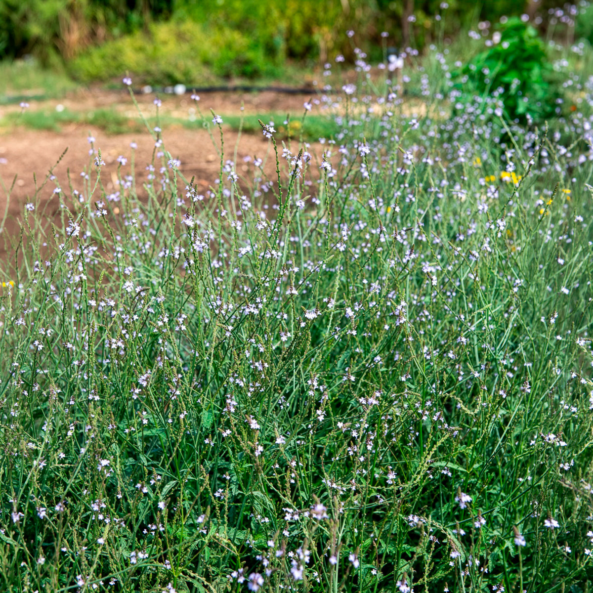 Verveine officinale