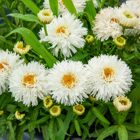 Leucanthemum superbum laspider - Marguerite d'été Laspider - Marguerite