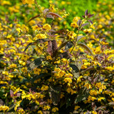 Lysimaque ciliée Firecracker - Willemse