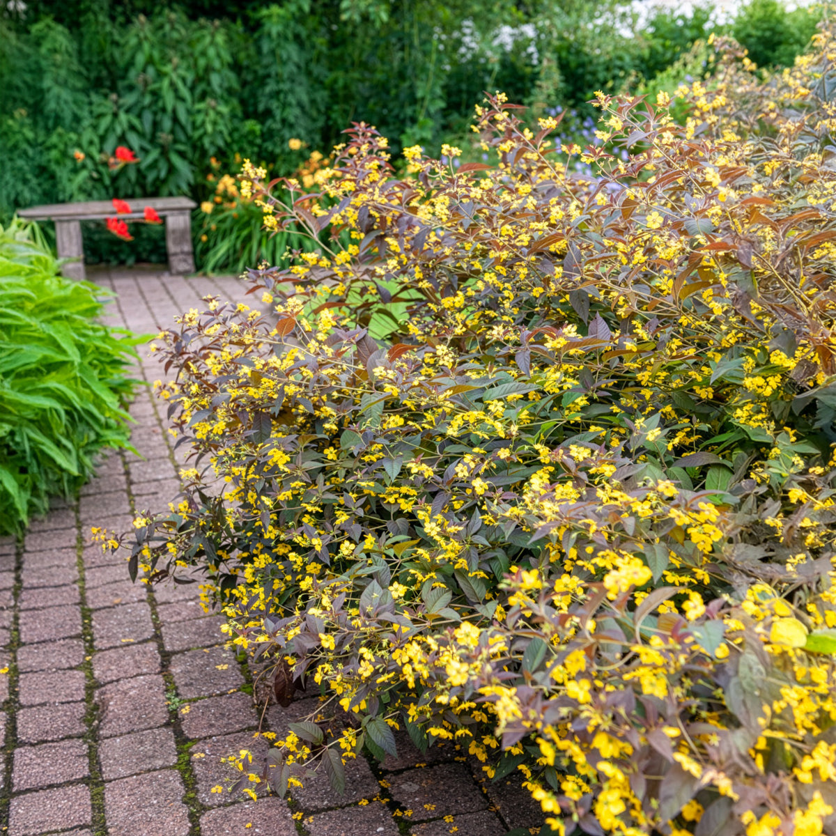 Lysimaque ciliée Firecracker - Lysimachia ciliata Firecracker - Willemse