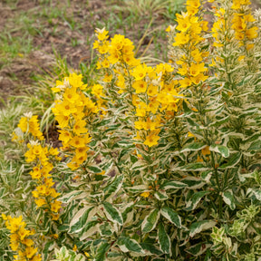 Lysimaque ponctuée Alexander - Lysimachia punctata Alexander - Willemse