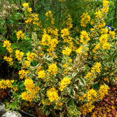 Lysimaque ponctuée Alexander - Willemse