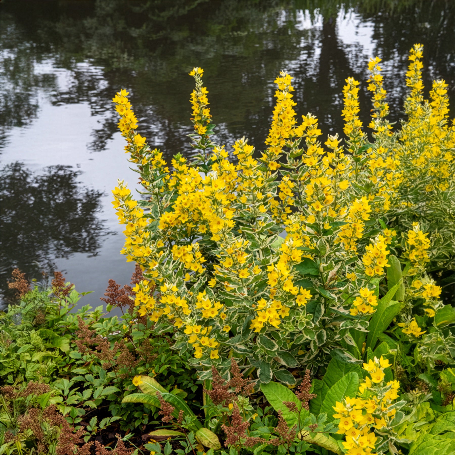Lysimachia punctata Alexander - Lysimaque ponctuée Alexander - Lysimaque