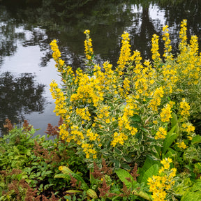 Lysimachia punctata Alexander - Lysimaque ponctuée Alexander - Lysimaque