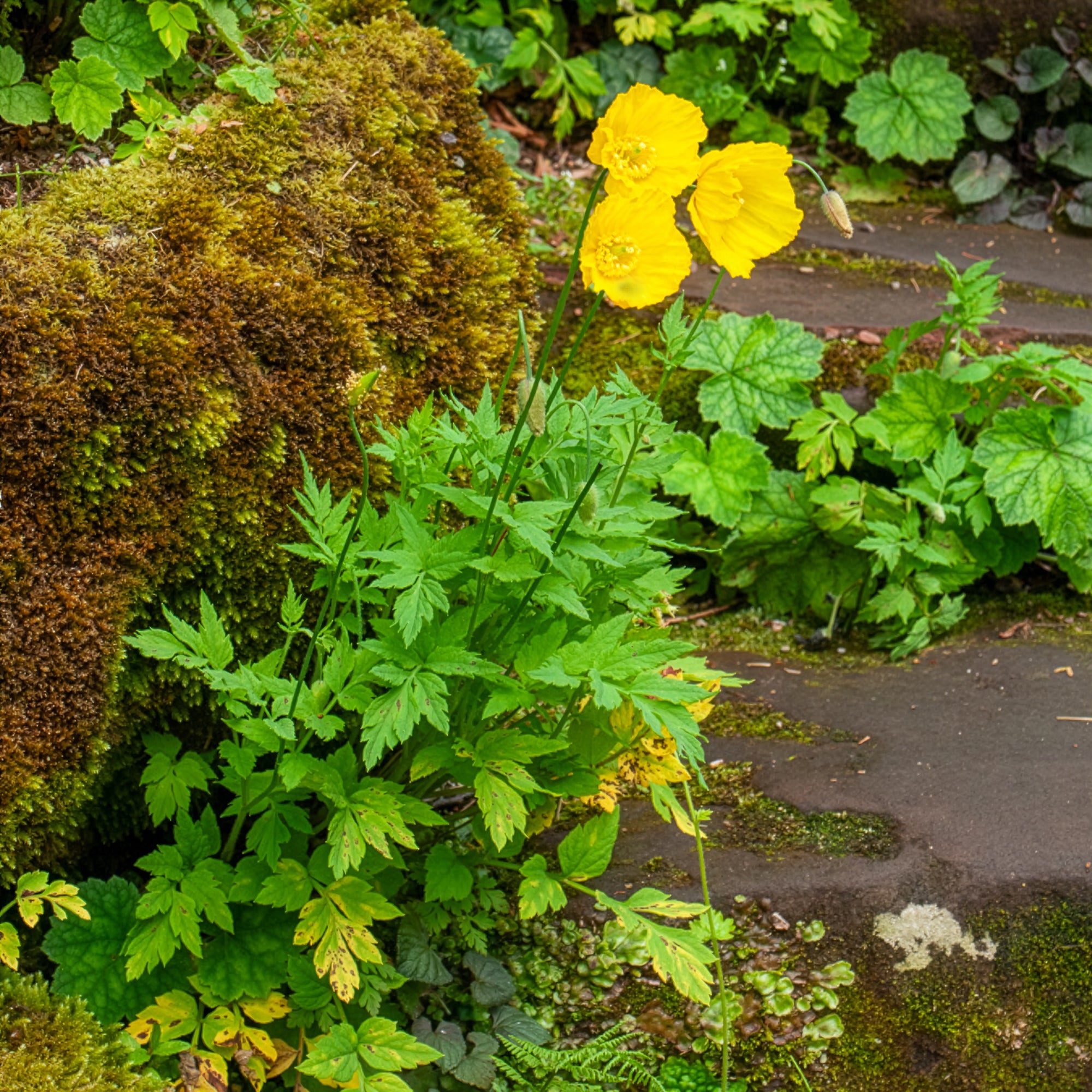 Pavot du Pays de Galles, fleur jaune de mi-ombre | Willemse