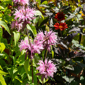 Monarda beauty of cobham - Monarde Beauty of Cobham - Monarde