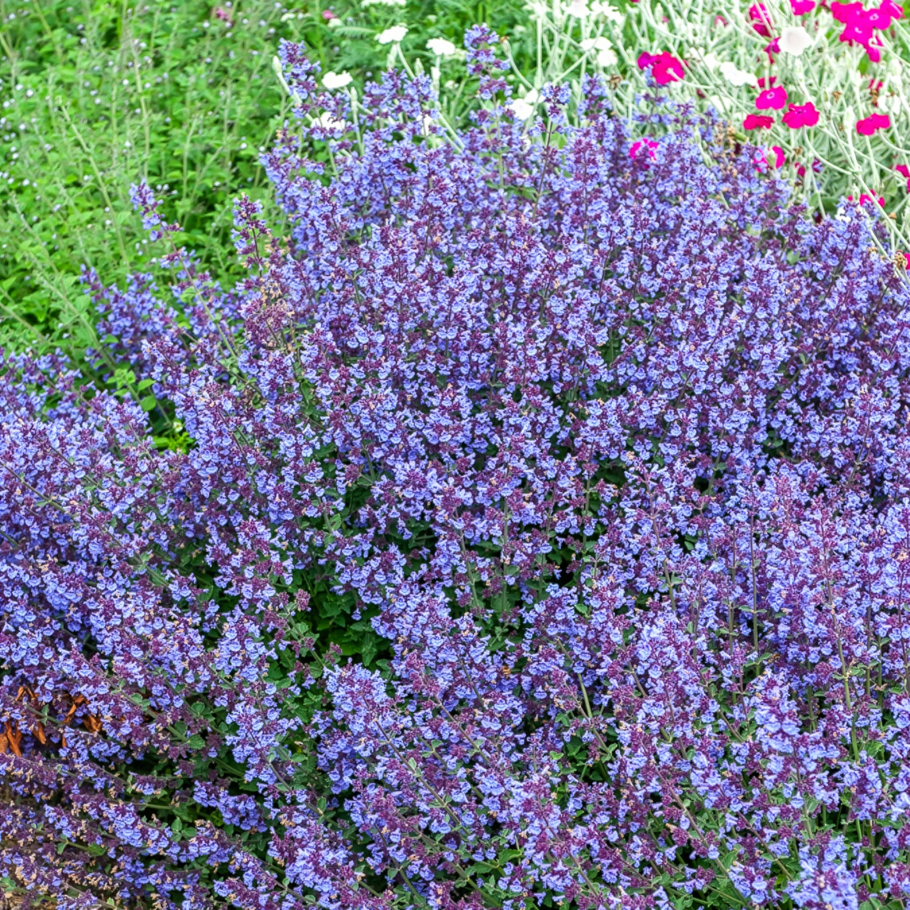 Nepeta Kit Cat - Nepeta Kit Cat - Willemse