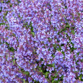 Nepeta Kit Cat - Willemse