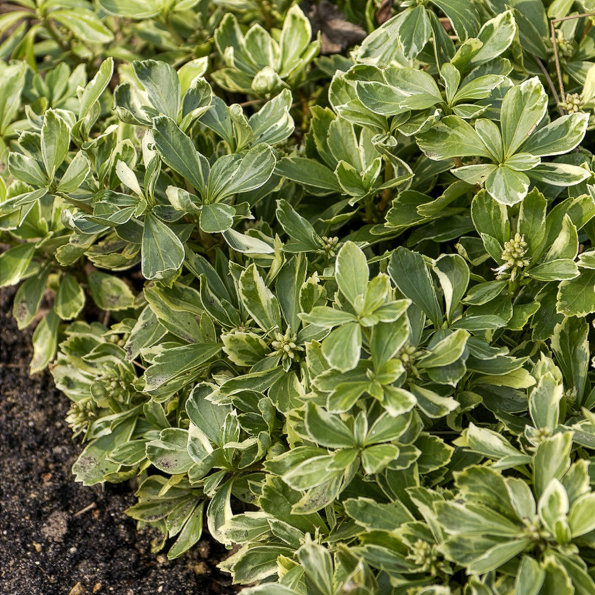 Pachysandre du Japon panaché - Willemse