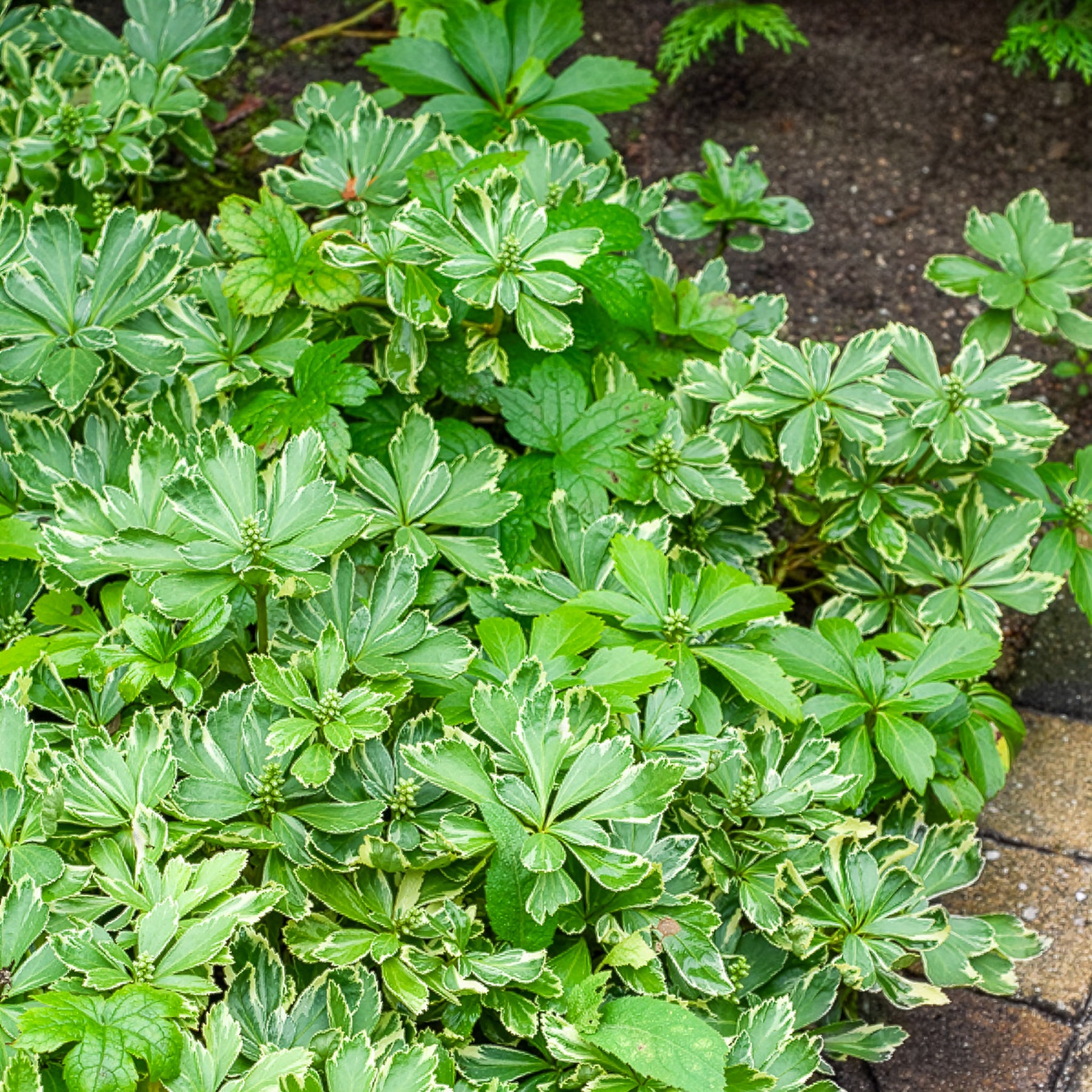 Pachysandre du Japon panaché - Pachysandra terminalis variegata - Willemse