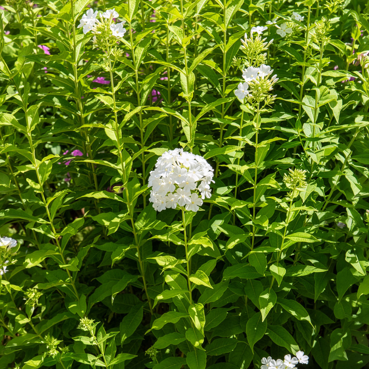 Phlox paniculé Fujiyama - Willemse