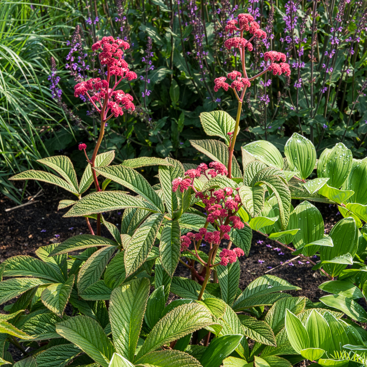 Rodgersia Chocolate Wings - Rodgersia pinnata Chocolate Wings - Willemse