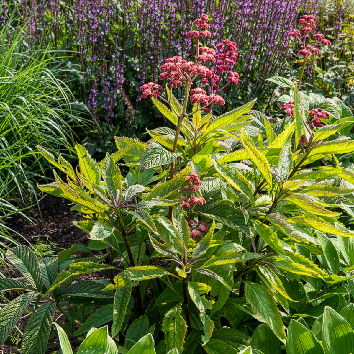 Rodgersia Chocolate Wings - Willemse