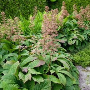 Vente Rodgersia à feuilles larges