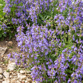 Sauge à feuilles de lavande - Willemse