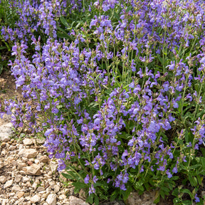 Salvia lavandulifolia - Sauge à feuilles de lavande - Sauges