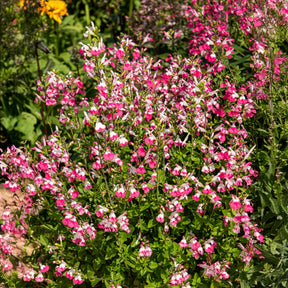 Sauge arbustive Pink Lips - Salvia microphylla Pink Lips - Willemse