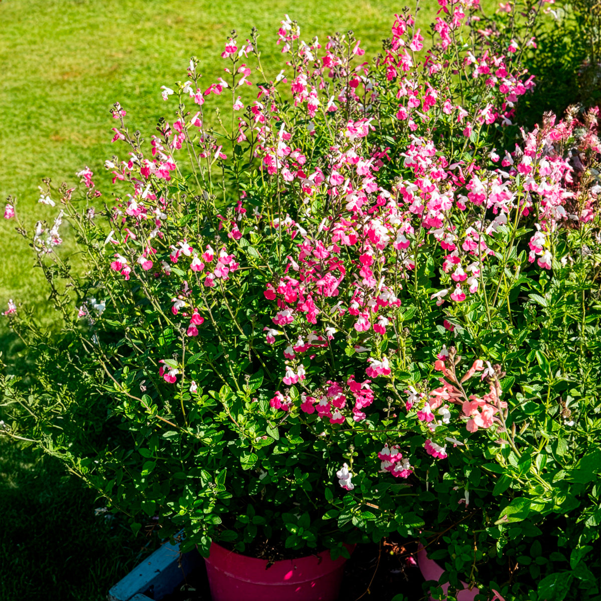 Sauge arbustive Pink Lips - Willemse