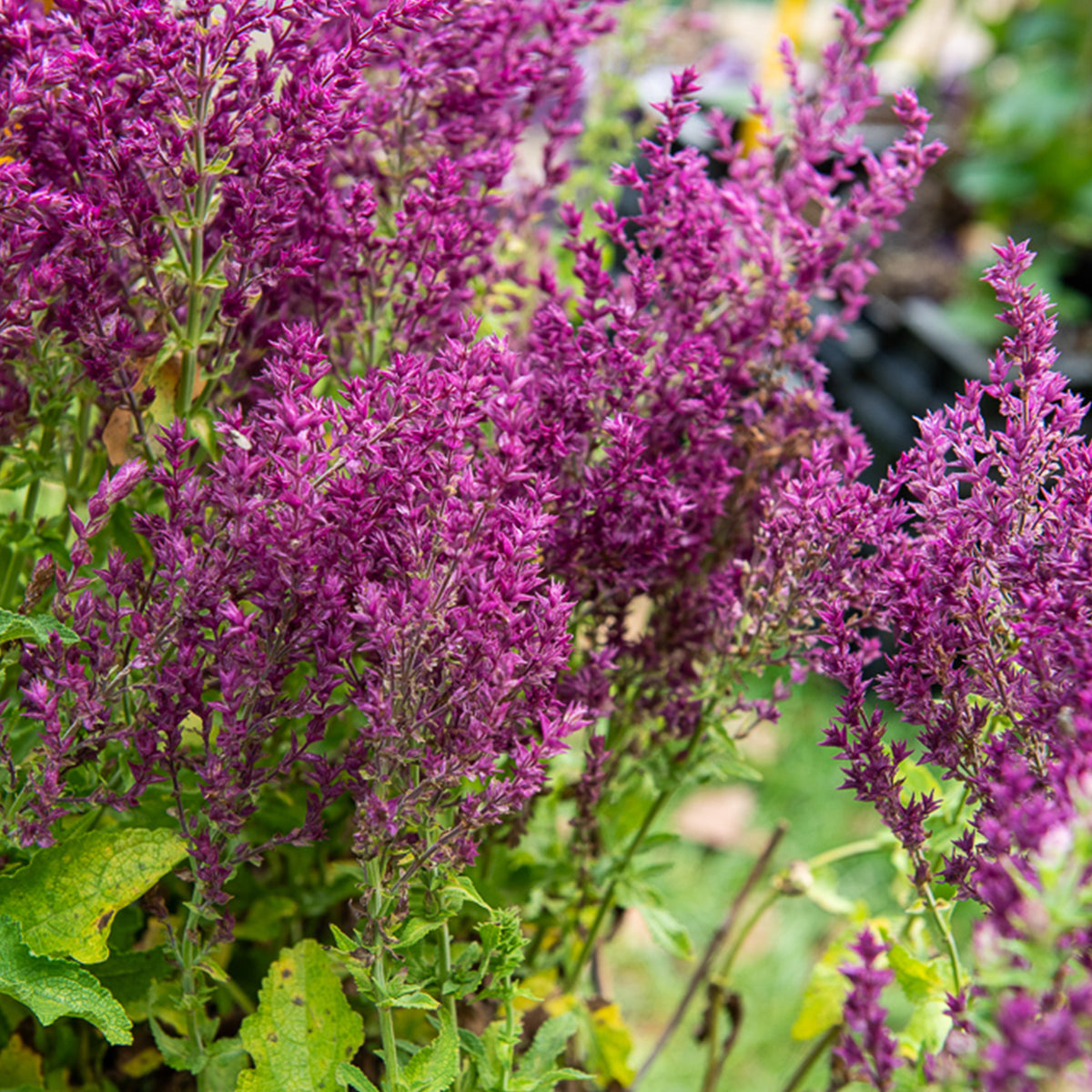 Sauge des bois Schwellenburg - Salvia nemorosa Schwellenburg - Willemse
