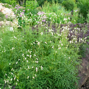Vente Pimprenelle blanche - Sanguisorbe - Sanguisorba tenuifolia