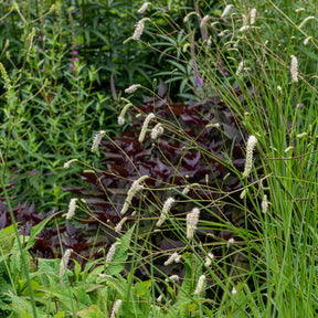 Pimprenelle - Pimprenelle blanche - Sanguisorbe - Sanguisorba tenuifolia