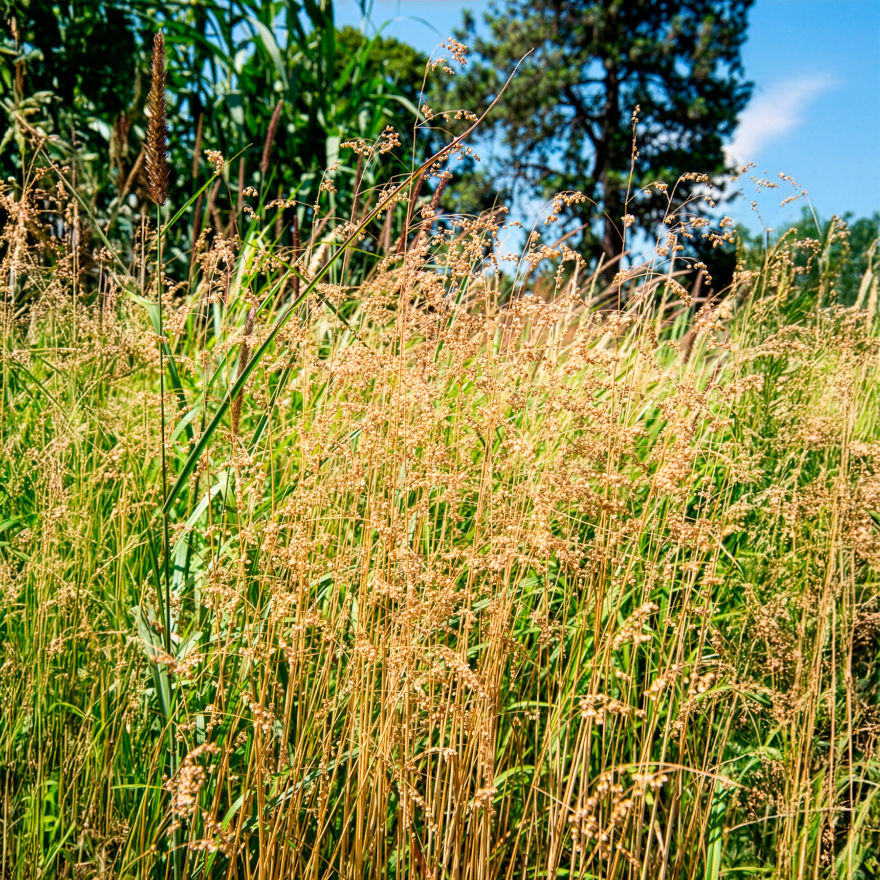 Amourette Brize - Briza media - Willemse