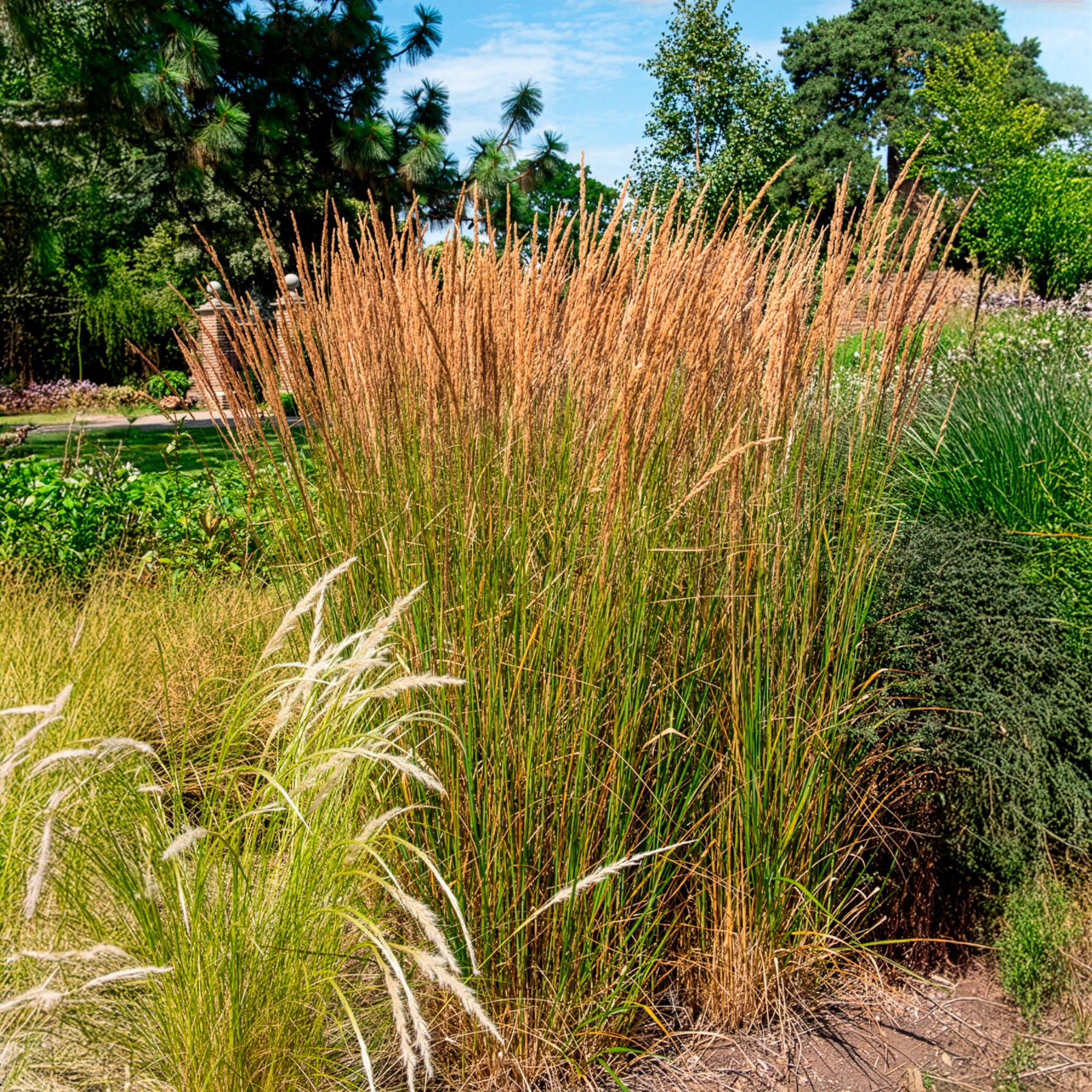 Vente Calamagrostide érigée Karl Foester - Calamagrostis x acutiflora Karl Foerster