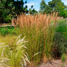 Vente Calamagrostide érigée Karl Foester - Calamagrostis x acutiflora Karl Foerster