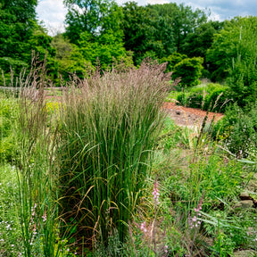 Vente Calamagrostide érigée Karl Foester - Calamagrostis x acutiflora Karl Foerster
