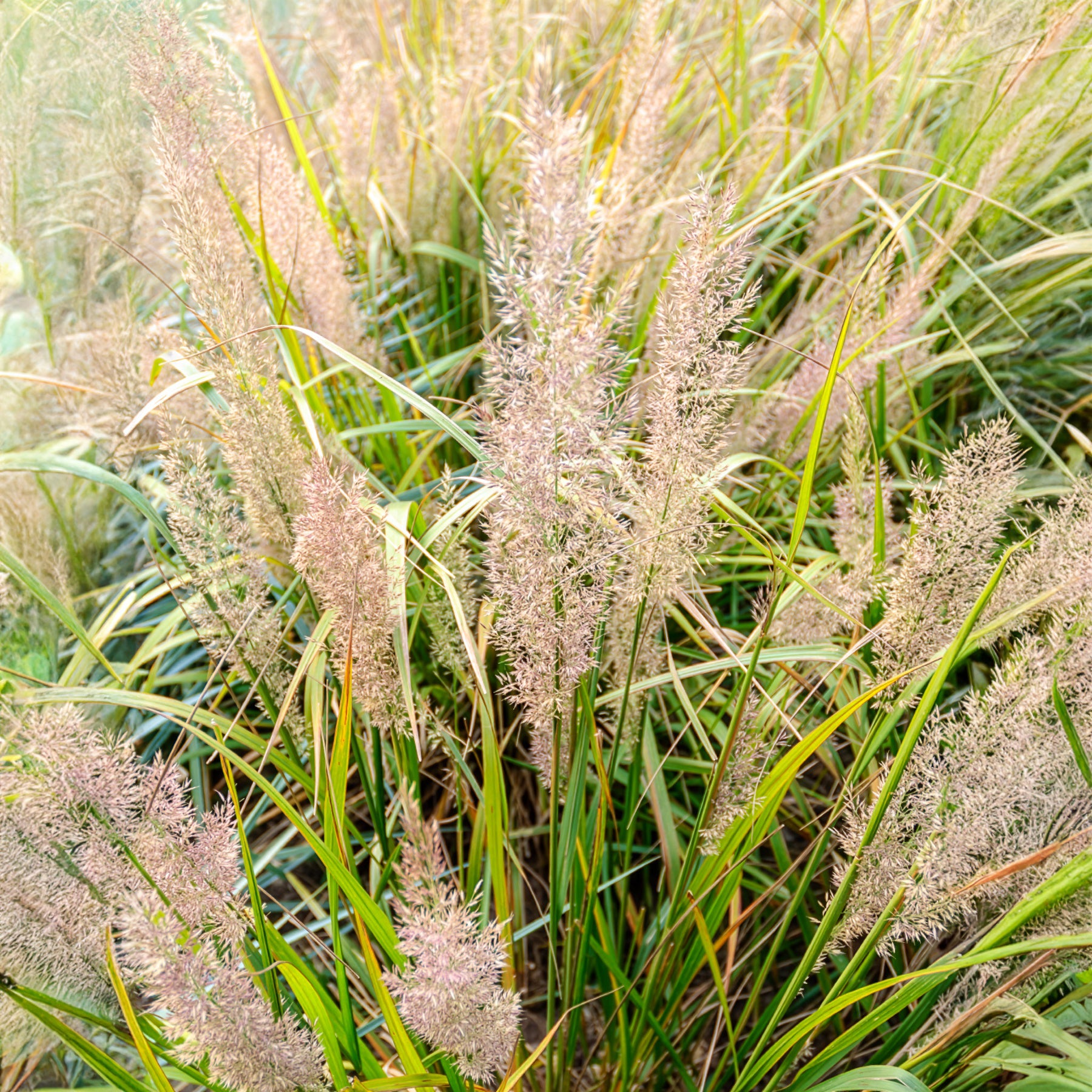 Vente Herbe aux diamants