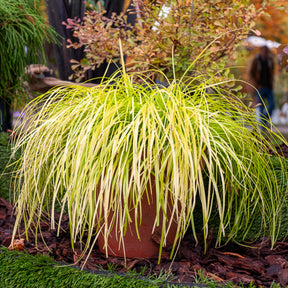 Laîche d'Oshima Everillo® - Carex - Carex oshimensis Everillo - Willemse