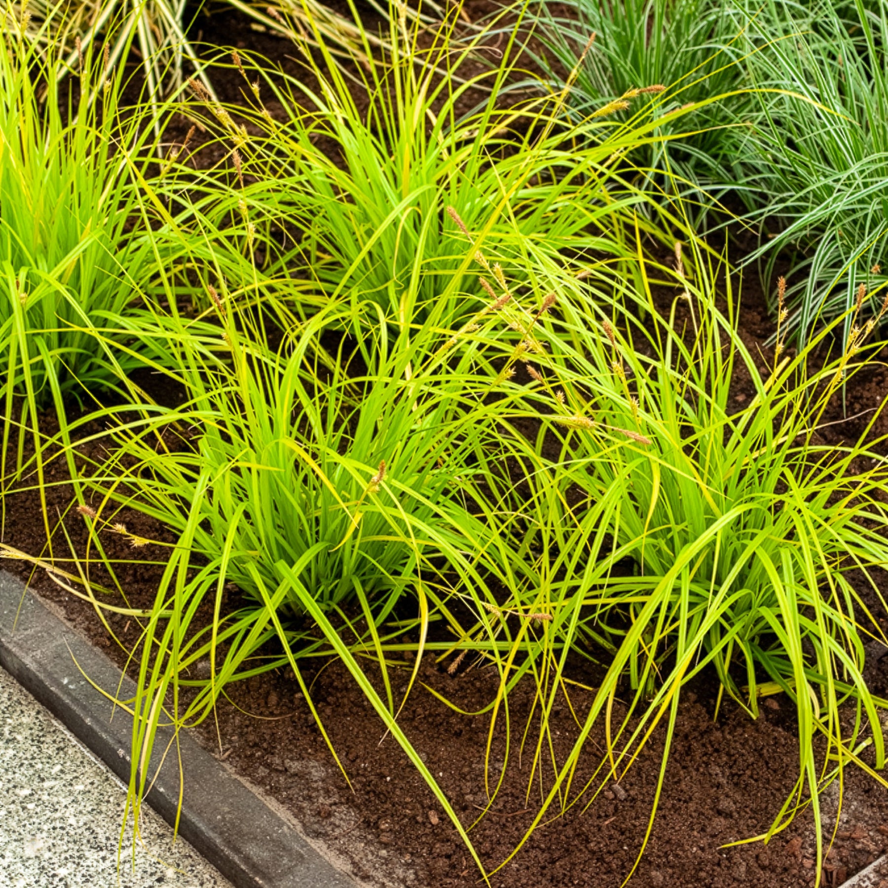 Laîche d'Oshima Everillo® - Carex - Willemse