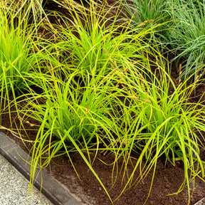 Laîche d'Oshima Everillo® - Carex - Willemse