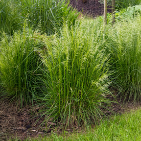 Canche cespiteuse - Willemse