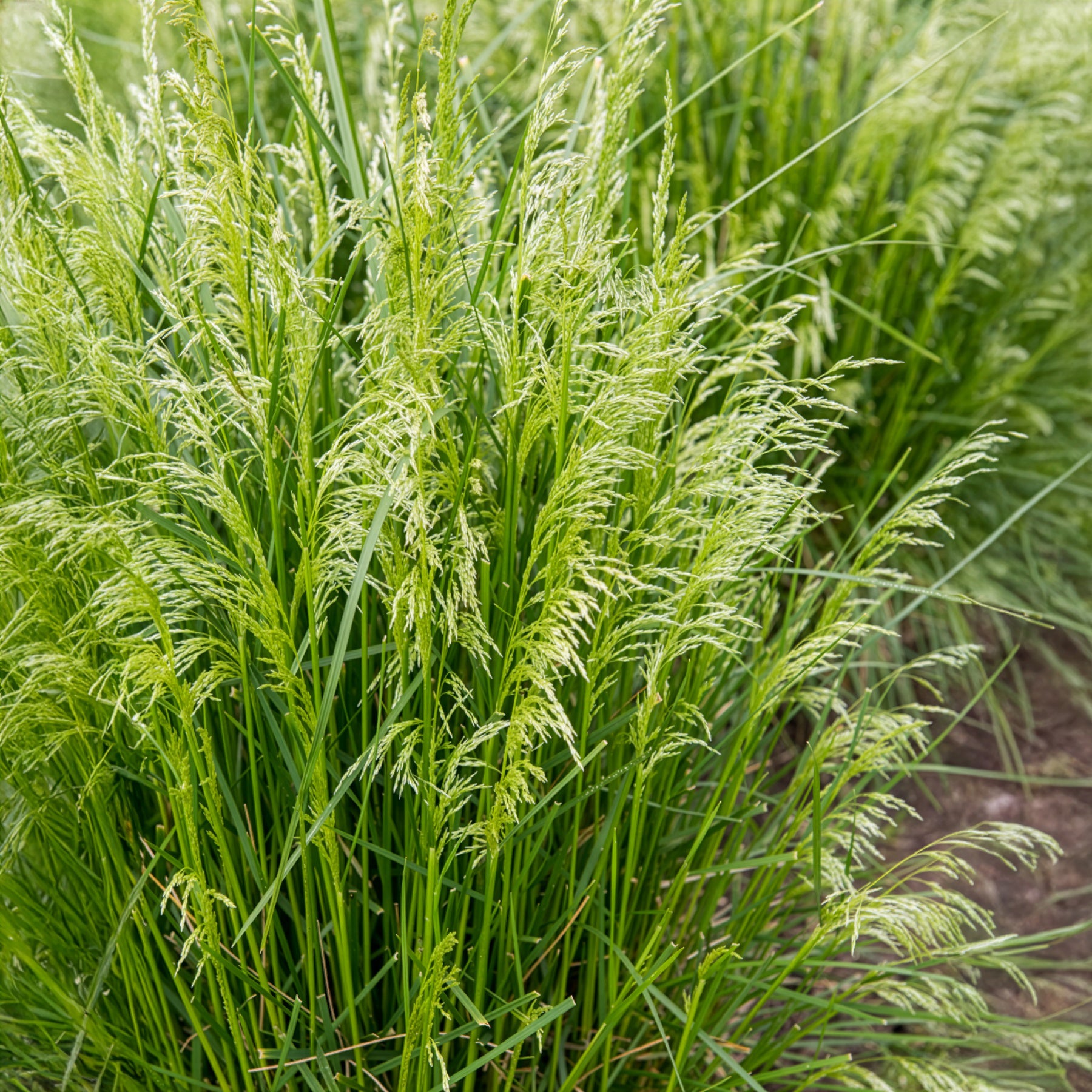 Canche cespiteuse - Deschampsia cespitosa - Willemse