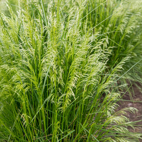 Canche cespiteuse - Deschampsia cespitosa - Willemse