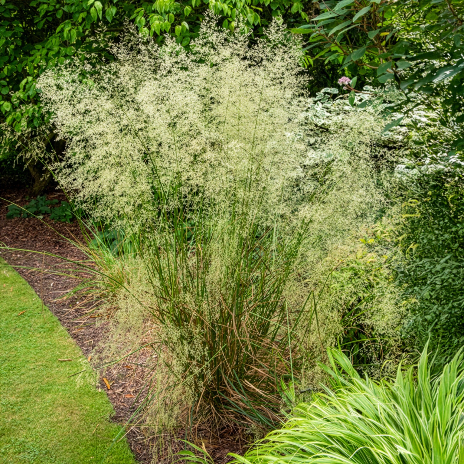 Deschampsia - Canche - Canche cespiteuse - Deschampsia cespitosa