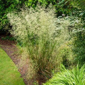 Deschampsia - Canche - Canche cespiteuse - Deschampsia cespitosa