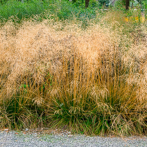 Vente Canche cespiteuse Goldtau - Deschampsia cespitosa goldtau
