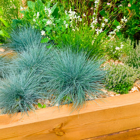 Festuca glauca Elijah Blue - Fétuque bleue Elijah Blue - Fétuque
