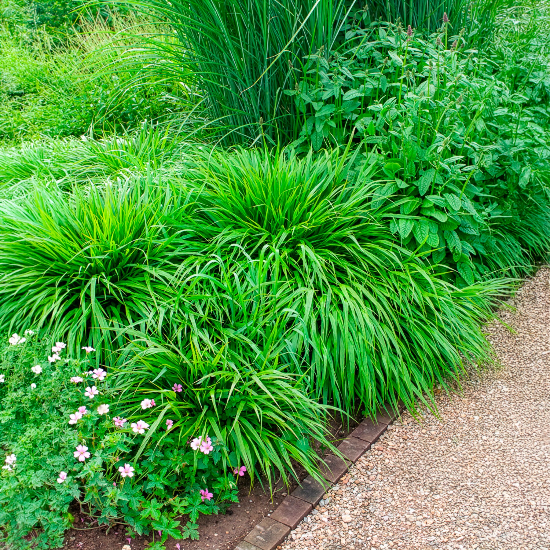 Vente Herbe du Japon - Hakonechloa macra