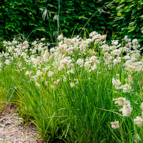 Luzula - Luzule blanc de neige - Luzula nivea