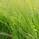 Molinie bleue Heidebraut - Willemse